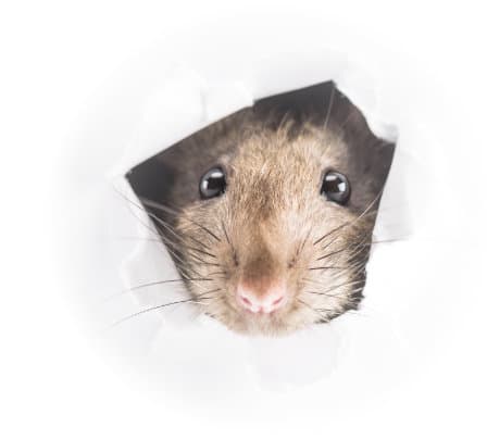 A house mouse breaking through drywall, the kind of breach Burlington Pest Control is called for every week