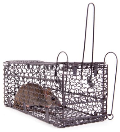 A mouse caught alive in a humane cage trap