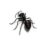 Ants specimen photo
