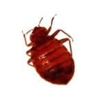 Bedbugs specimen photo
