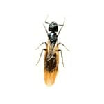 Carpenter Ants specimen photo