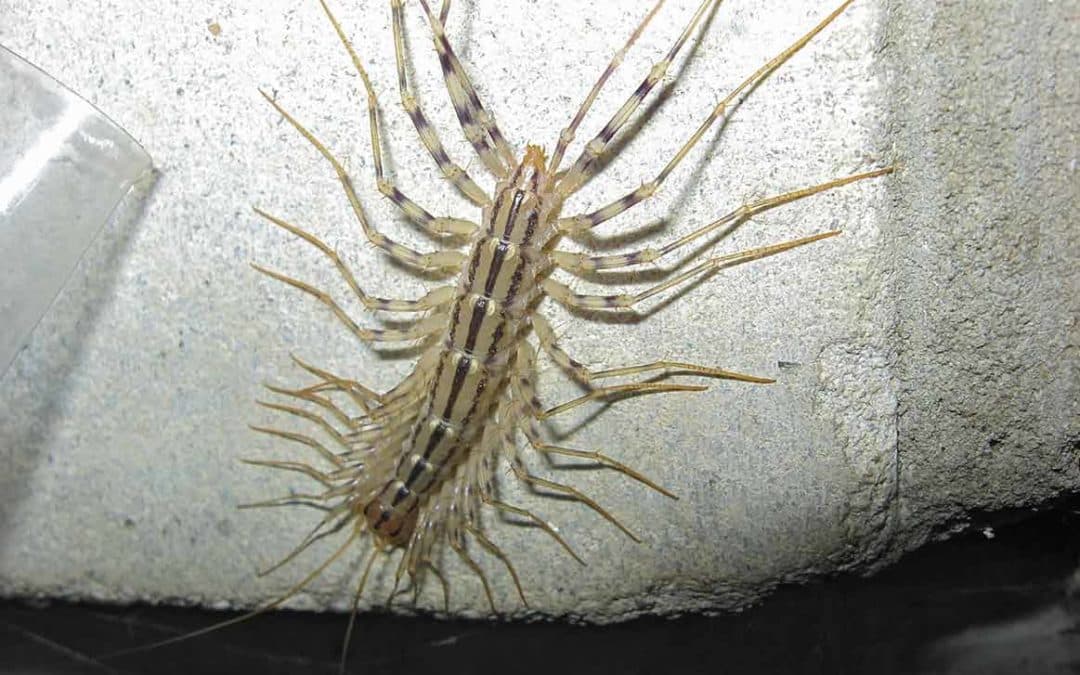 Centipedes specimen photo