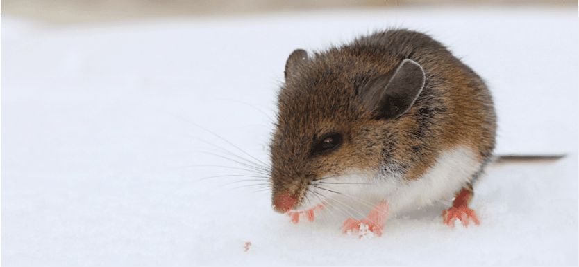 Deer Mice & Hantavirus specimen photo