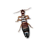 Earwigs specimen photo