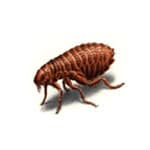 Fleas specimen photo