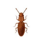 Grain Beetles specimen photo