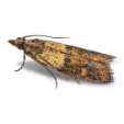 Meal Moths specimen photo