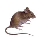 House Mice specimen photo