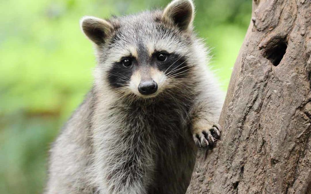 Urban Wildlife specimen photo