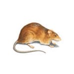 Rats specimen photo