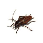 Cockroaches specimen photo